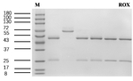 Roxarsone Recombinant Mouse Monoclonal Antibody (3G3)