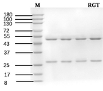 Rosiglitazone Recombinant Mouse Monoclonal Antibody (4G6)