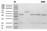 Robenidine Recombinant Mouse Monoclonal Antibody (1A11)