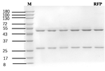 Rifampicin Antibody in SDS-PAGE (SDS-PAGE)