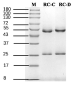 Ricin Recombinant Mouse Monoclonal Antibody (2B7)