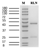 Repaglinide Antibody in SDS-PAGE (SDS-PAGE)