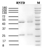 Ranitidine Recombinant Mouse Monoclonal Antibody (4G7)