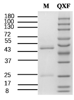 Quinoxyfen Recombinant Mouse Monoclonal Antibody (4E10)