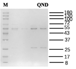 Quinidine Recombinant Mouse Monoclonal Antibody (2A4)