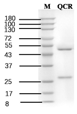 Quinclorac Recombinant Mouse Monoclonal Antibody (2B10)