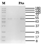 pyrrolizidinealkaloids Recombinant Mouse Monoclonal Antibody (1B6)