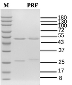 Pyriftalid Recombinant Mouse Monoclonal Antibody (2F2)