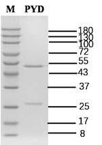 Pyridaben Recombinant Mouse Monoclonal Antibody (3C2)