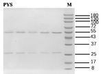Pyrethroids Recombinant Mouse Monoclonal Antibody (1A11)