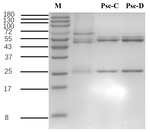 Pseudomonas aeruginosa Recombinant Mouse Monoclonal Antibody (10D10)