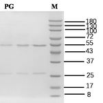 Prostaglandin Antibody in SDS-PAGE (SDS-PAGE)