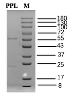 Propmnolol Recombinant Mouse Monoclonal Antibody (1G2)