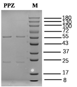 Propiconazole Antibody in SDS-PAGE (SDS-PAGE)