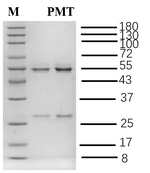 Prometryn Antibody in SDS-PAGE (SDS-PAGE)