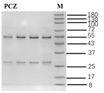 Prochloraz Antibody in SDS-PAGE (SDS-PAGE)