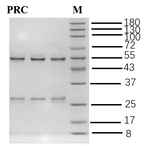 Procaine Recombinant Mouse Monoclonal Antibody (5F12)