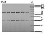 Polymyxin E Antibody in SDS-PAGE (SDS-PAGE)