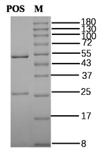 Picoxystrobin Antibody in SDS-PAGE (SDS-PAGE)