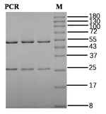 Picloram Antibody in SDS-PAGE (SDS-PAGE)