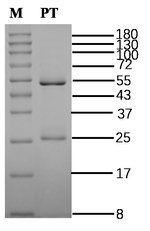 Phenolphthalein Antibody in SDS-PAGE (SDS-PAGE)