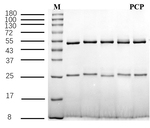 Pentachlorophenol Recombinant Mouse Monoclonal Antibody (2F11)