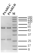 Ara H2 Recombinant Mouse Monoclonal Antibody (1F6)