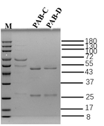 Parvalbumin Recombinant Mouse Monoclonal Antibody (4H2)