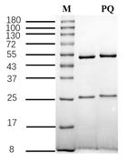 Paraquat Recombinant Mouse Monoclonal Antibody (1D8)