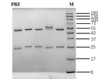 Paclobutrazol Recombinant Mouse Monoclonal Antibody (2C8)