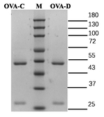 Ovalbumin Recombinant Mouse Monoclonal Antibody (11B9)