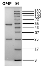 Ormetoprim Recombinant Mouse Monoclonal Antibody (1A3)