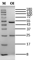 Orange I Antibody in SDS-PAGE (SDS-PAGE)