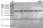 Omethoate Recombinant Mouse Monoclonal Antibody (3G1)