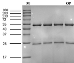 Octylphenol Recombinant Mouse Monoclonal Antibody (2G11)