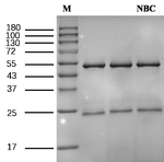 Novobiocin Antibody in SDS-PAGE (SDS-PAGE)