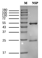 Nosiheptide Antibody in SDS-PAGE (SDS-PAGE)