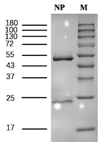 Nonylphenol Antibody in SDS-PAGE (SDS-PAGE)