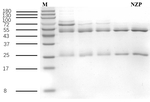 Nitrazepam Antibody in SDS-PAGE (SDS-PAGE)