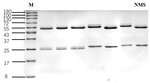 Nimesulide Antibody in SDS-PAGE (SDS-PAGE)