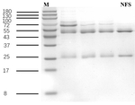 Nifurstyrenate Antibody in SDS-PAGE (SDS-PAGE)