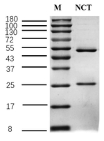 Nicotine Antibody in SDS-PAGE (SDS-PAGE)