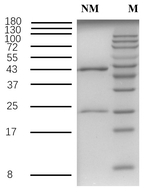 Neomycin Recombinant Mouse Monoclonal Antibody (3G12)