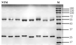 Natamycin Recombinant Mouse Monoclonal Antibody (3E5)