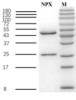 Naproxen Recombinant Mouse Monoclonal Antibody (1H6)