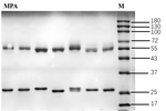 Mycophenolic acid Antibody in SDS-PAGE (SDS-PAGE)