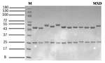 Moxidectin Antibody in SDS-PAGE (SDS-PAGE)