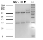 Immunoglobulin E protein Recombinant Mouse Monoclonal Antibody (9F12)
