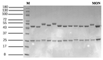 Monensin Antibody in SDS-PAGE (SDS-PAGE)