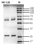 Microcystin-LR VHH-8His-Cys-tag Recombinant Mouse Monoclonal Antibody (4G7)
